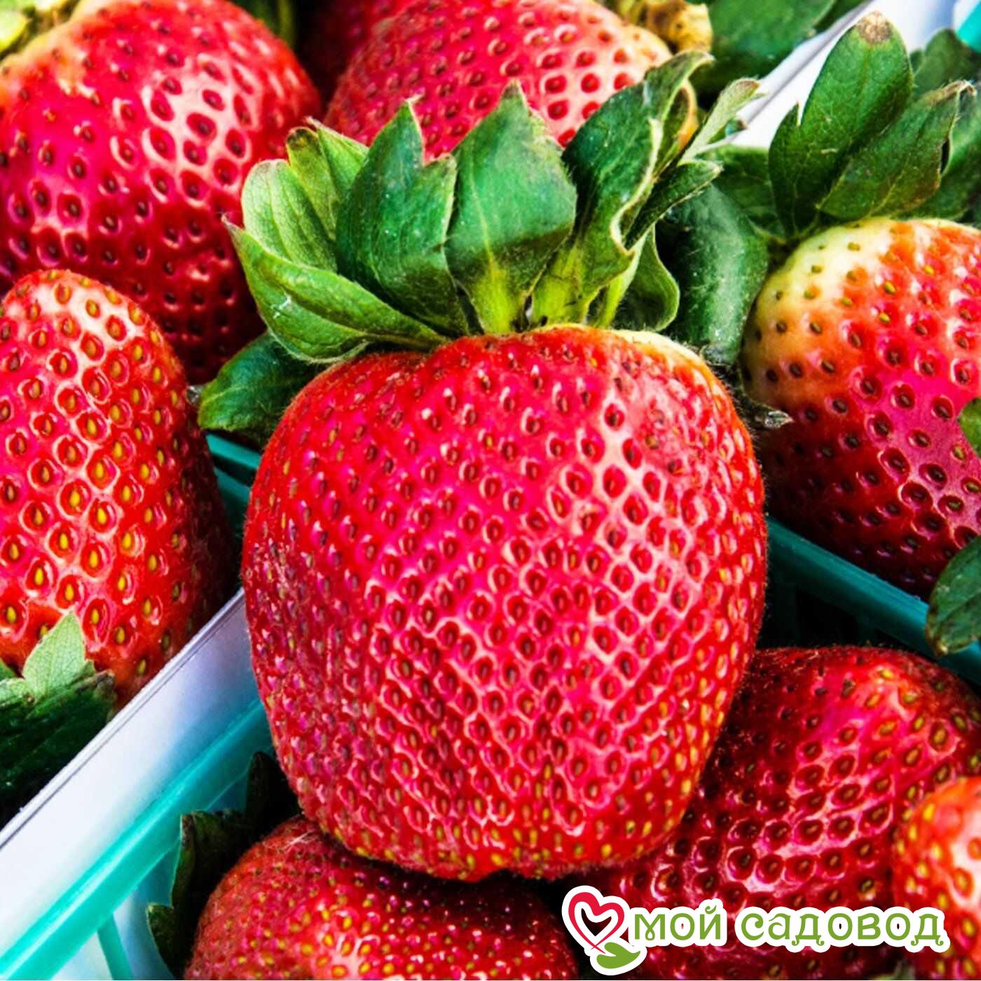 Земляника ремонтантная Королева Виктория