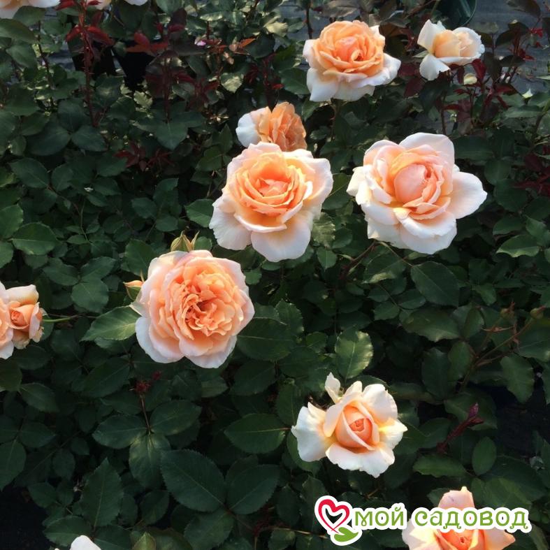 Роза Примадонна