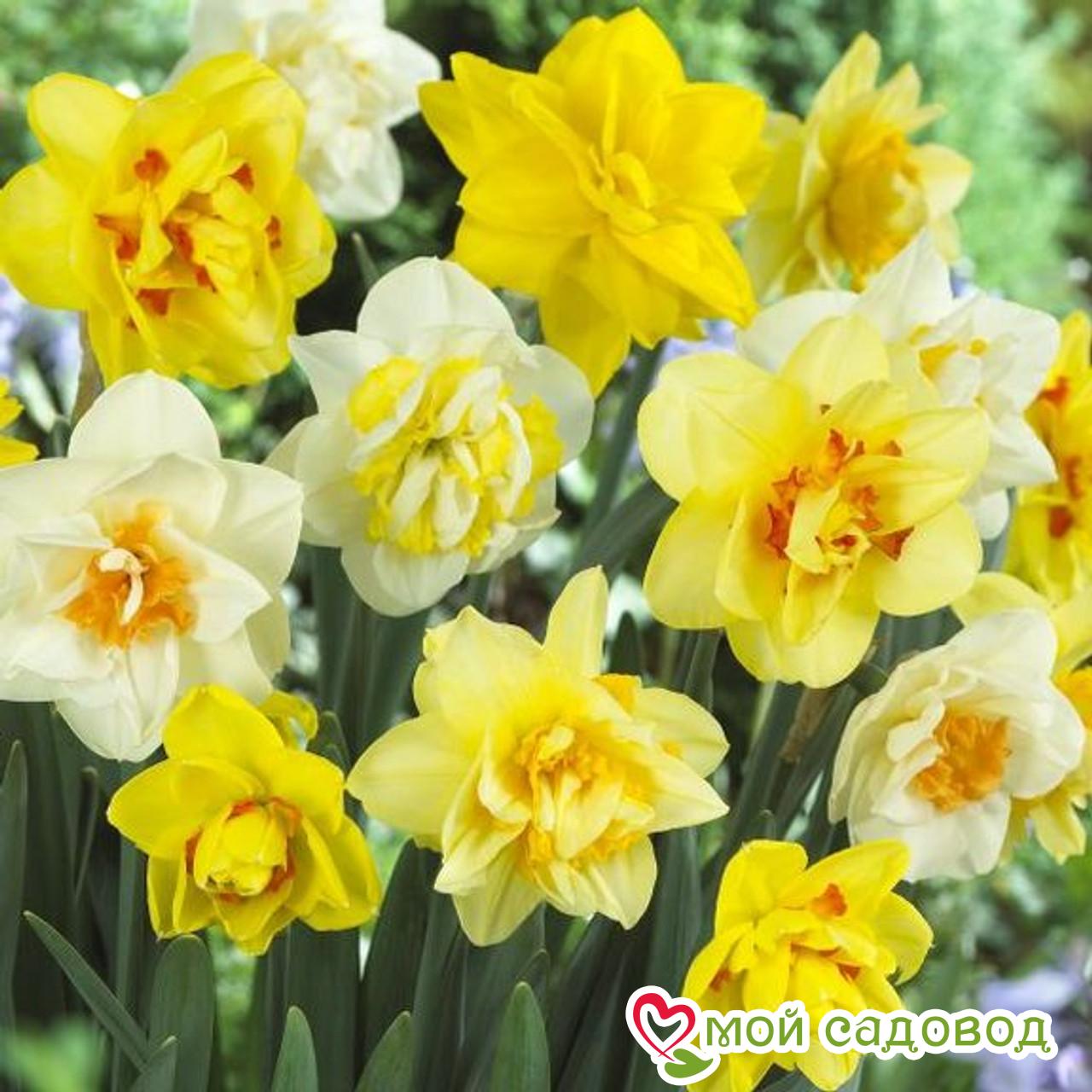 Нарцисс махровый Свит Помпонетт