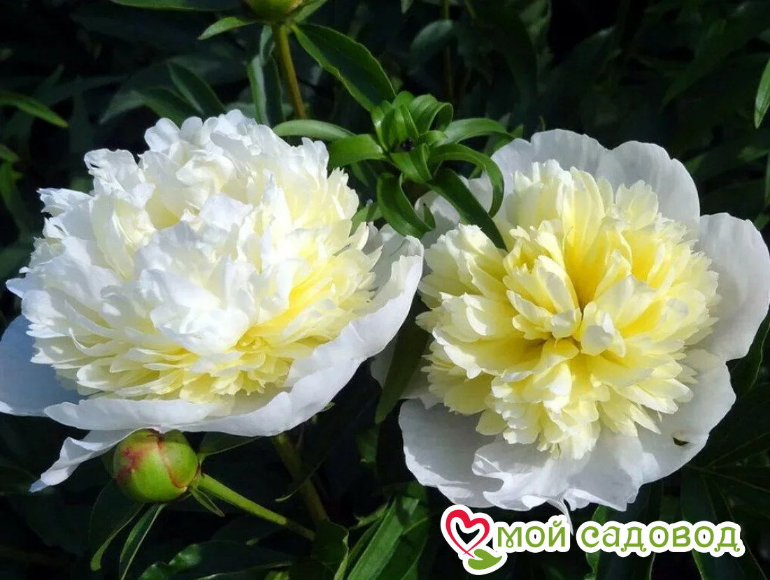 Пион Лаура Дессерт