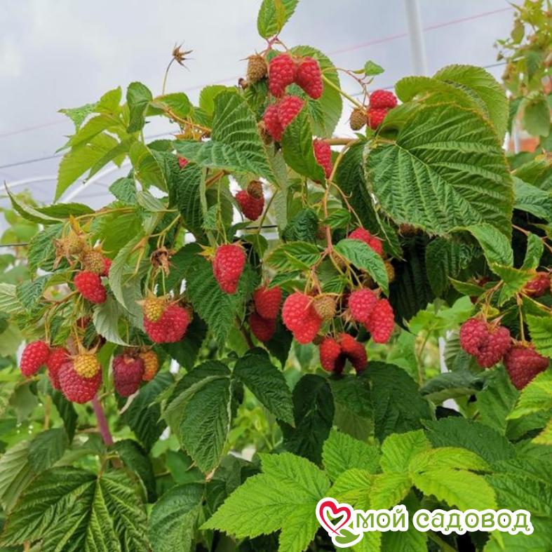 Малина ремонтантная Пингвин