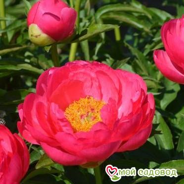 Пион Цитерия